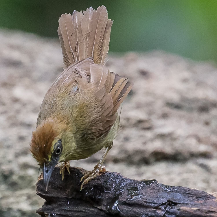 Pin-striped Tit-babbler, Macronus gularis, นกกินแมลงอกเหลือง