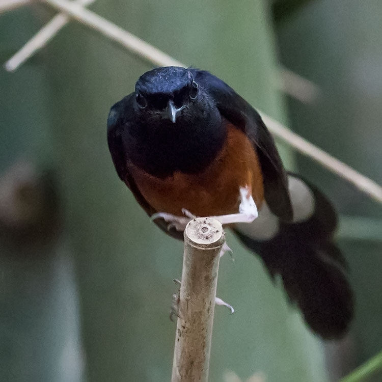 White-rumped Shama, Copsychus malabaricus, นกกางเขนดง