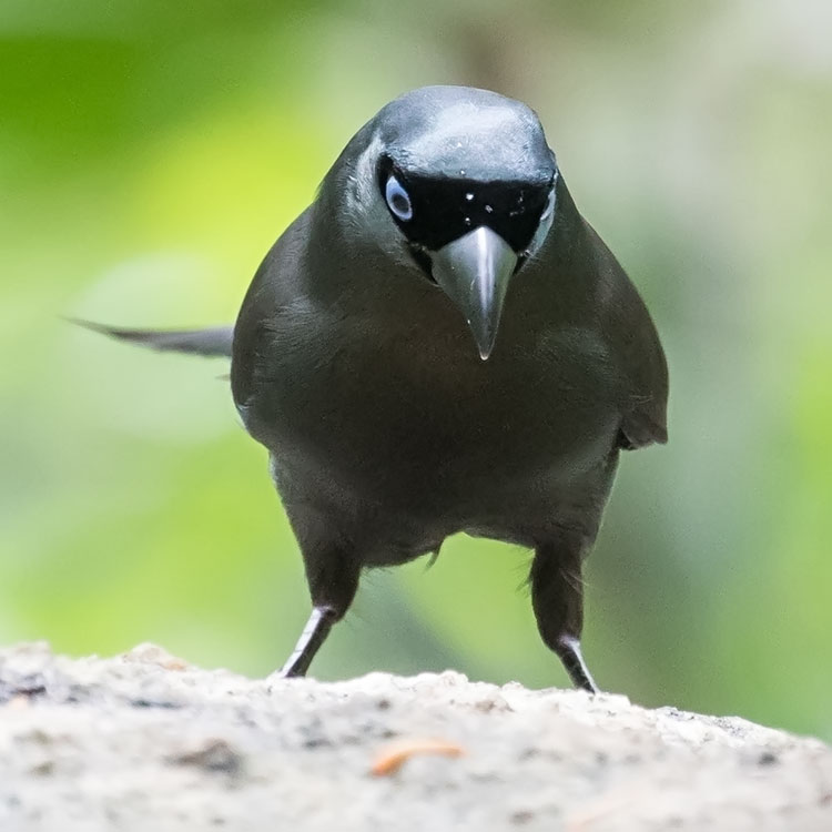 Racket-tailed Treepie, Crypsirina temia, นกกาแวน