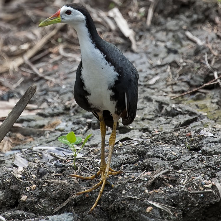 White-breasted Waterhen, Amaurornis phoenicurus, นกกวัก