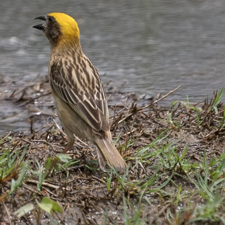 Baya Weaver, Ploceus philippinus, นกกระจาบธรรมดา