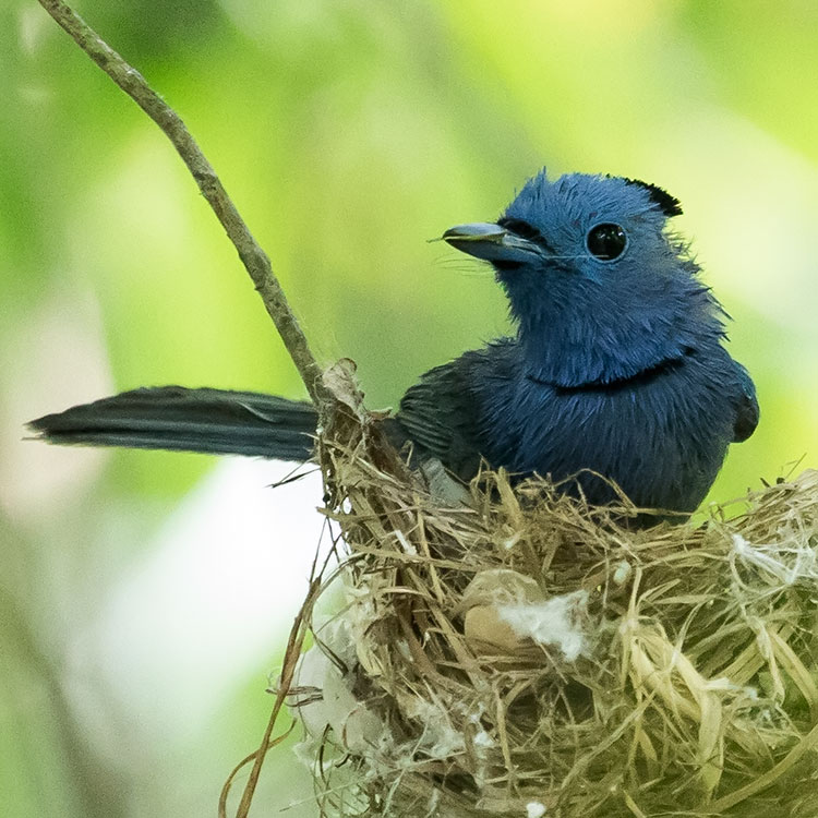 Black-naped Monarch or Black-naped Blue Flycatcher, Hypothymis azurea, นกจับแมลงจุกดำ