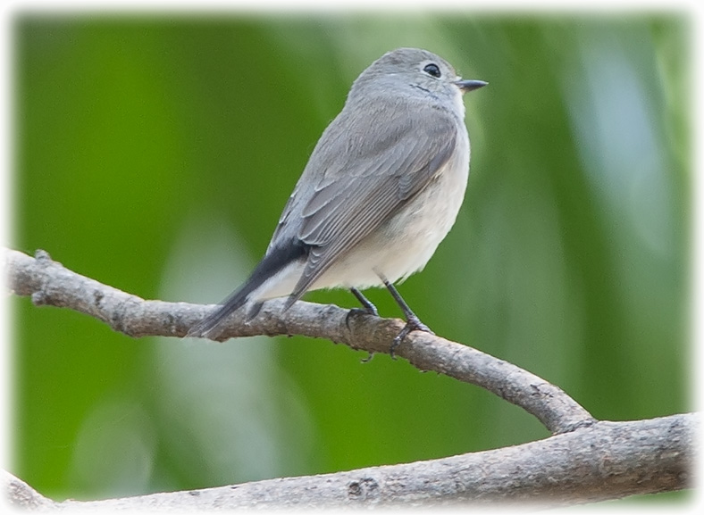 Taiga Flycatcher, Red-throated Flycatcher, Ficedula albicilla, นกจับแมลงคอแดง