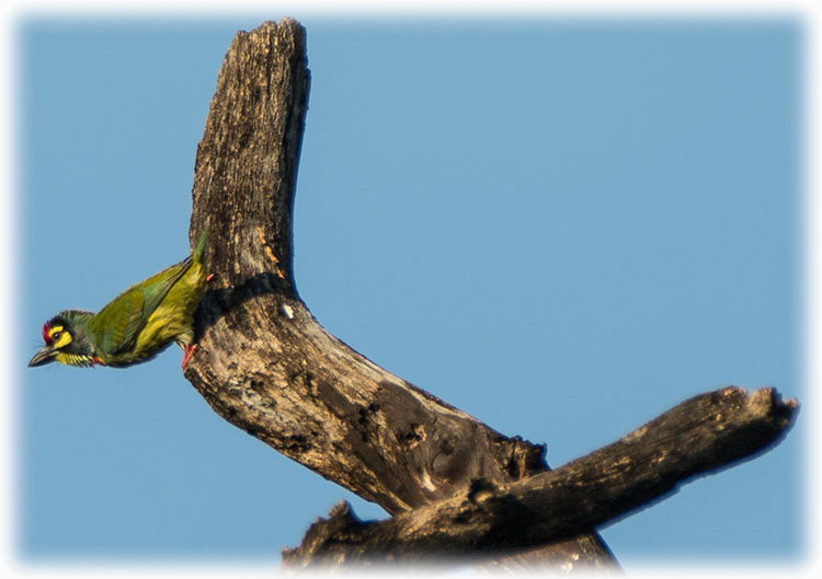 Coppersmith Barbet, Psilopogon haemacephalus, นกตีทอง