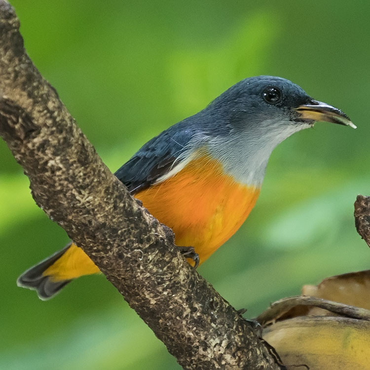 Orange-bellied Flowerpecker, Dicaeum trigonostigma, นกกาฝากท้องสีส้ม