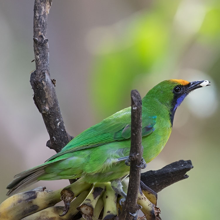 Golden-fronted leafbird, Chloropsis aurifrons, นกเขียวก้านตองหน้าผากสีทอง