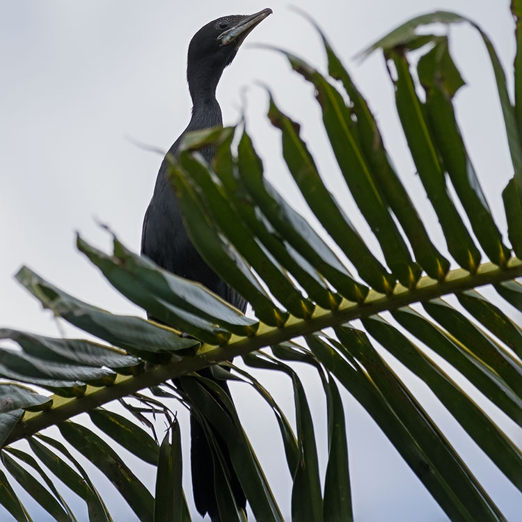 Little Cormorant, Microcarbo niger, นกกาน้ำเล็ก