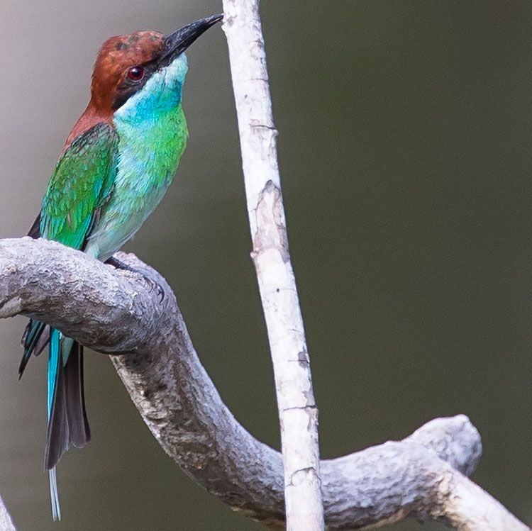 Blue-throated Bee-eater, Merops viridis, นกจาบคาคอสีฟ้า