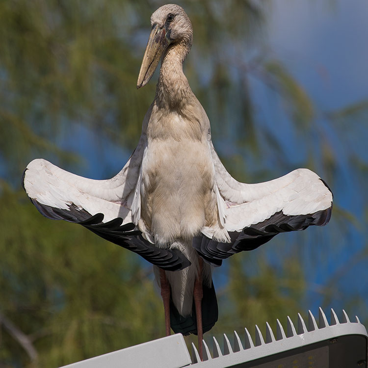 Asian Openbill Stork, Anastomus oscitans, นกปากห่าง