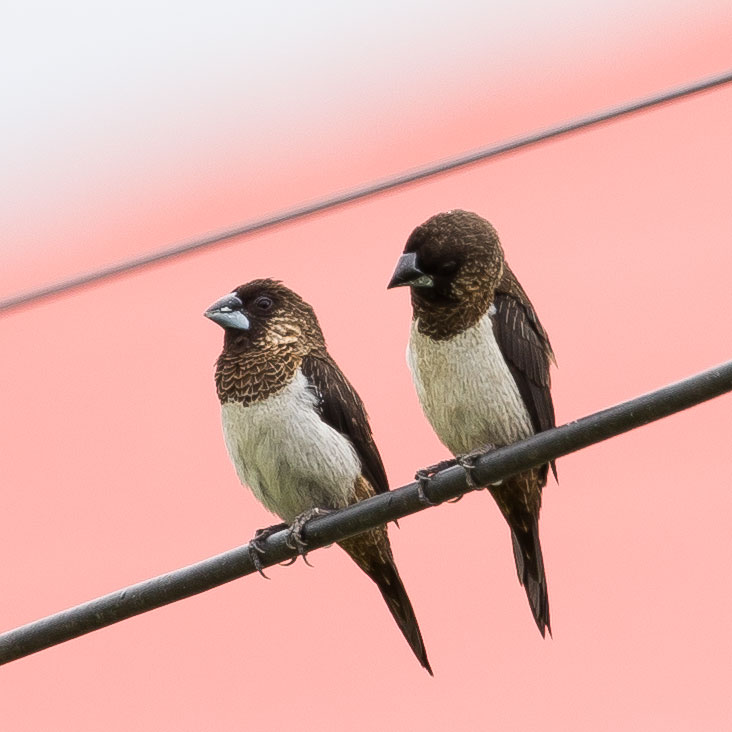 White-rumped Munia or White-rumped mannikin, Lonchura striata, นกกระติ๊ดตะโพกขาว