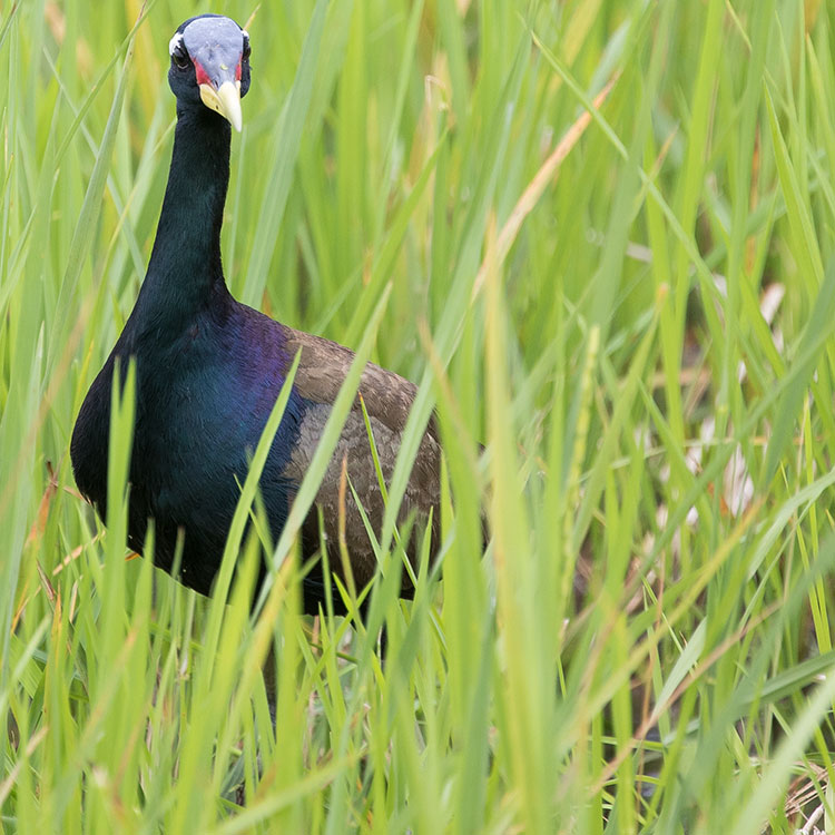 Bronze-winged Jacana, Metopidius indicus, นกพริก
