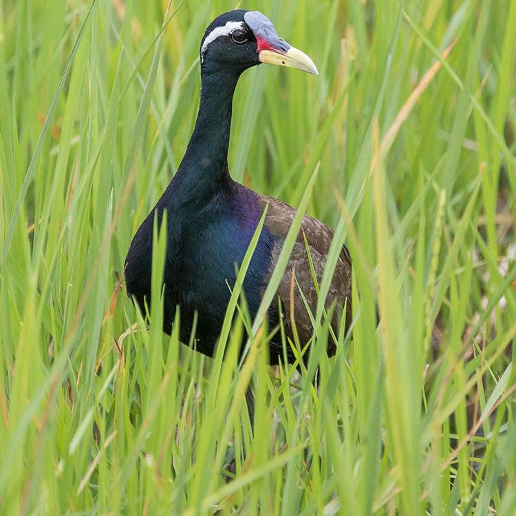 Bronze-winged Jacana, Metopidius indicus, นกพริก
