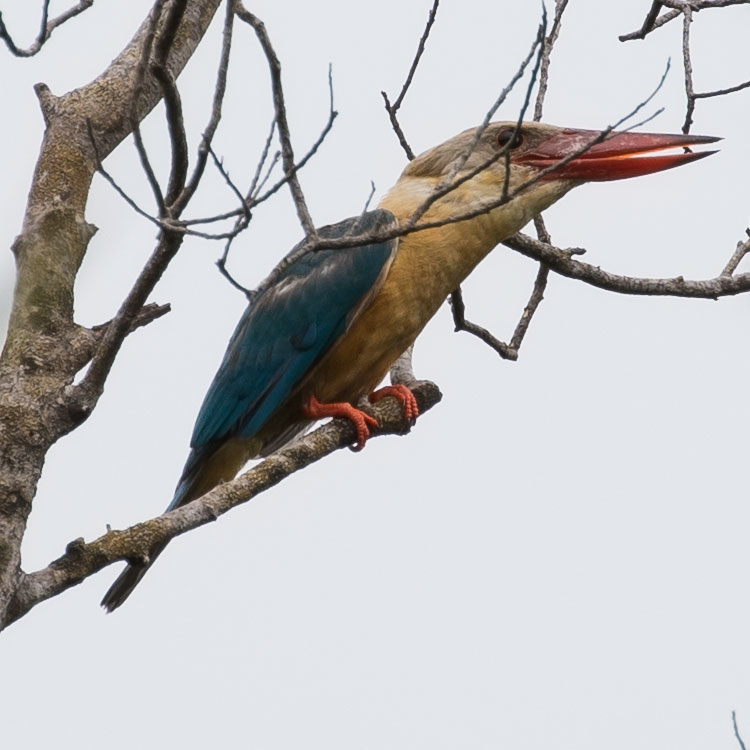 Stork-billed Kingfisher, Pelargopsis capensis, นกกะเต็นใหญ่ธรรมดา