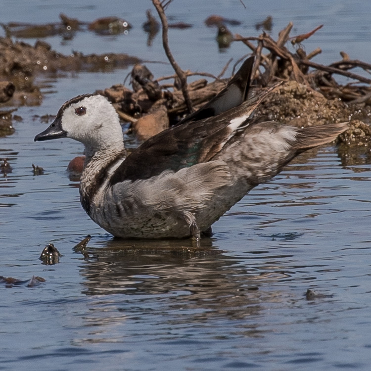 Cotton Pygmy Goose, Cotton Teal, Nettapus coromandelianus, เป็ดคับแค