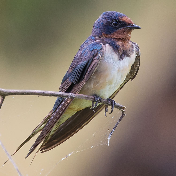 Barn Swallow, Hirundo rustica, Ladusvala, นกคุ่มอกลาย