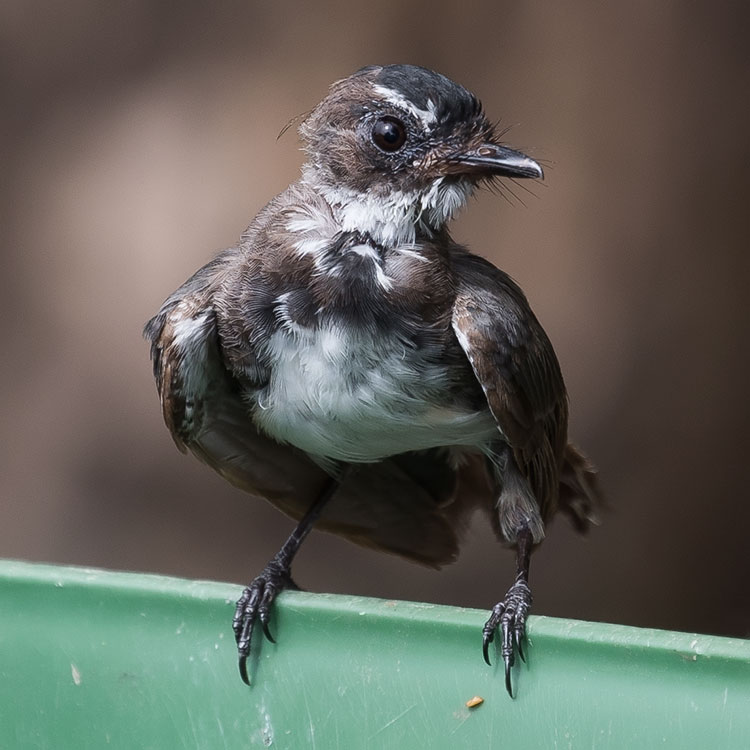 Malaysian Pied Fantail, Rhipidura javanica, นกอีแพรดแถบอกดำ