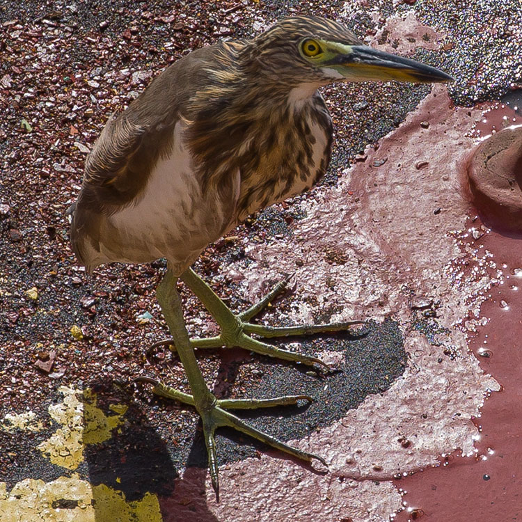 Pond Heron, Ardeola