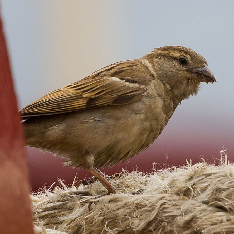 House Sparrow, Passer domesticus, Gråsparv, นกกระจอกใหญ่