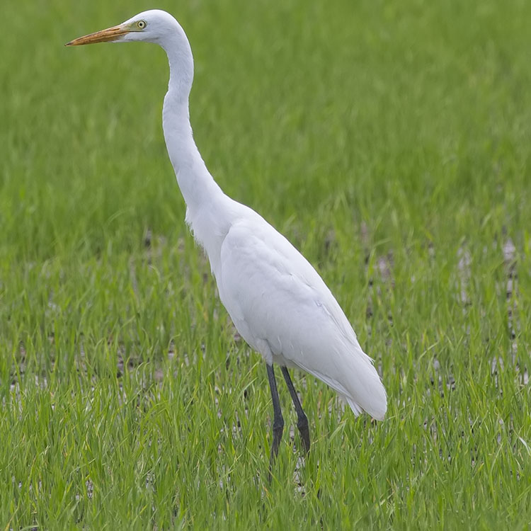 Intermediate Egret, Median Egret, Smaller Egret, or Yellow-billed Egret, Ardea intermedia, チュウサギ, นกยางโทนน้อย