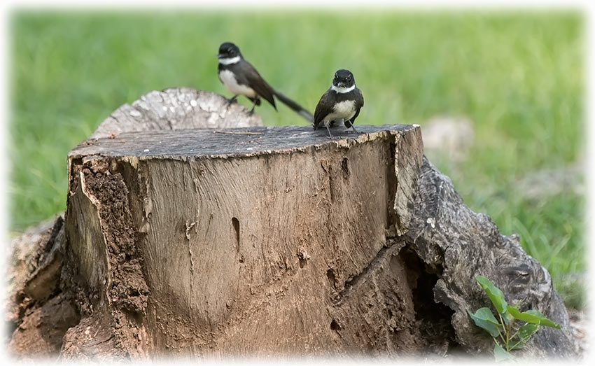 Malaysian Pied Fantail, Rhipidura javanica, นกอีแพรดแถบอกดำ