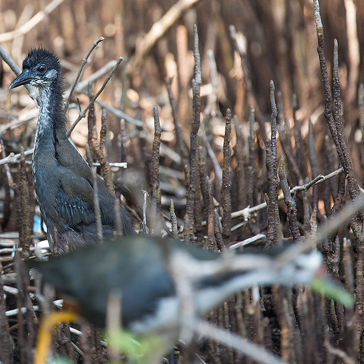 White-breasted Waterhen, Amaurornis phoenicurus, นกกวัก