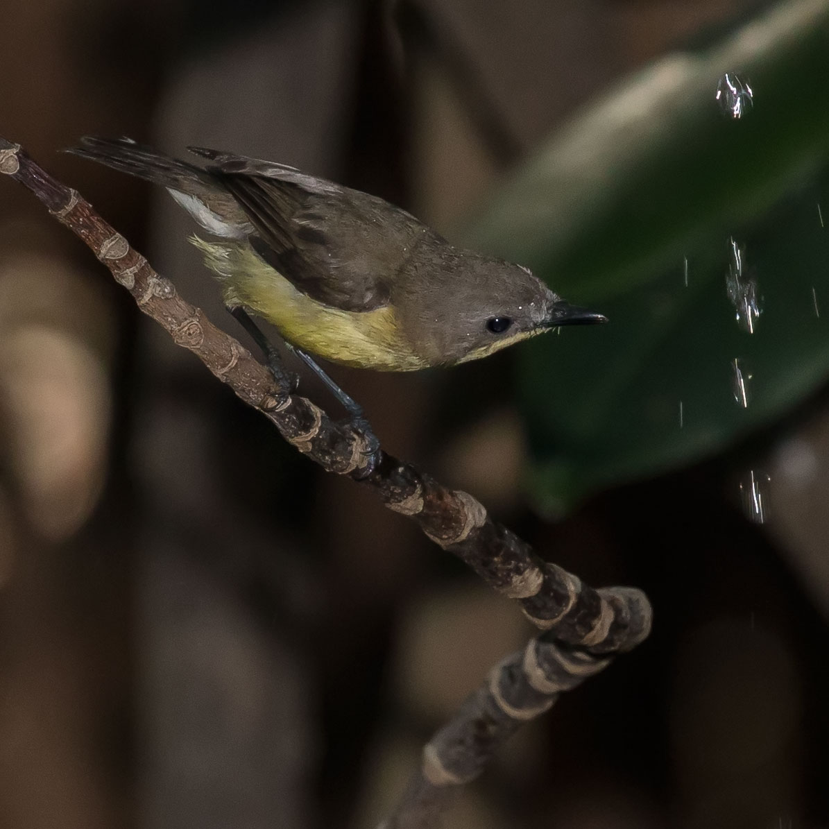 Golden-bellied gerygone, Gerygone sulphurea, นกกระจ้อยป่าโกงกาง