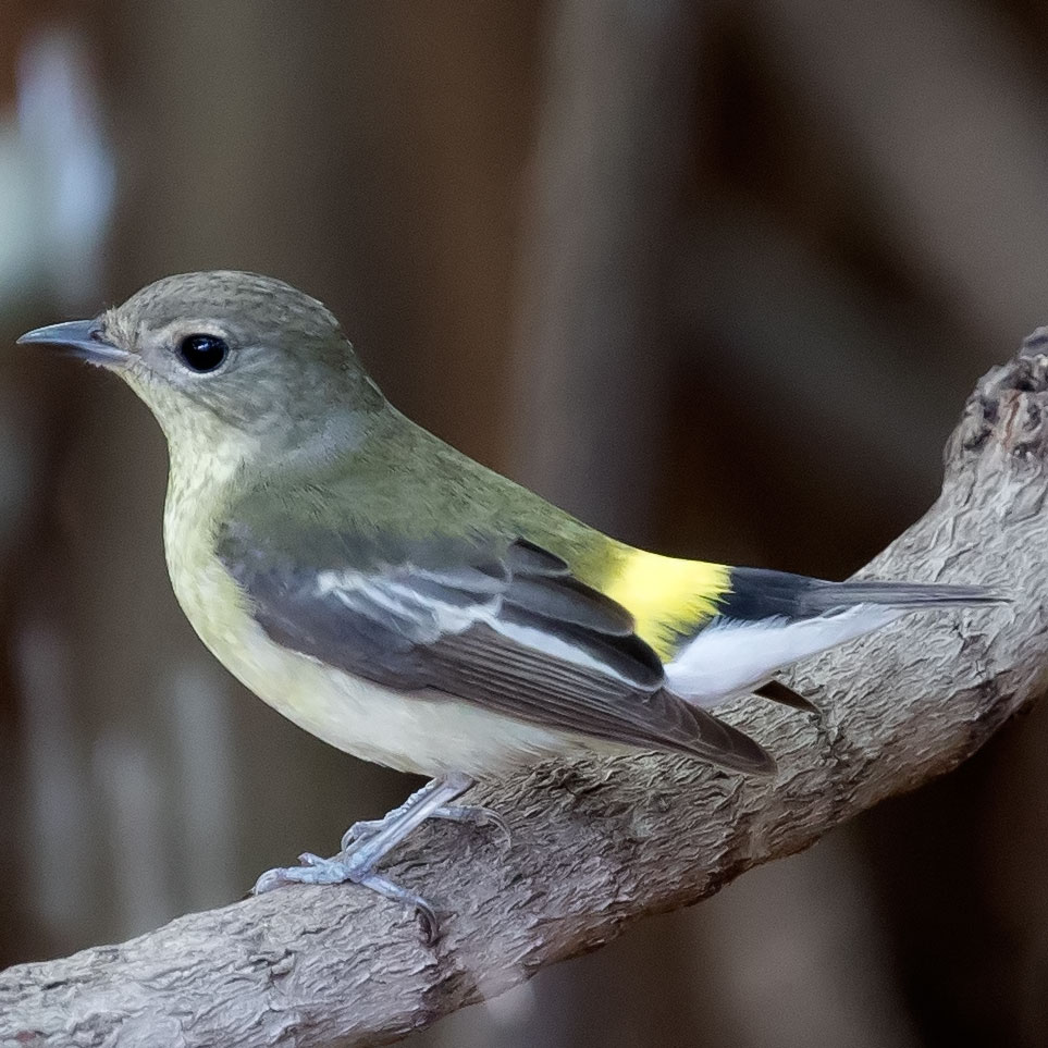 Yellow-rumped Flycatcher, Korean Flycatcher, Tricolor Flycatcher, Ficedula zanthopygia, นกจับแมลงตะโพกเหลือง