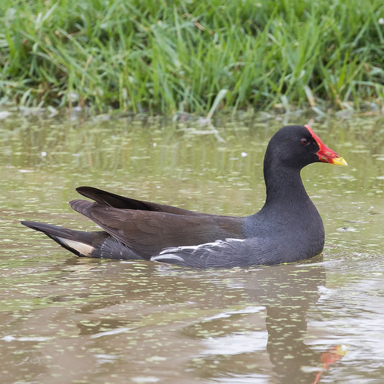 Common Moorhen, Gallinula chloropus, นกอีล้ำ, Rörhöna