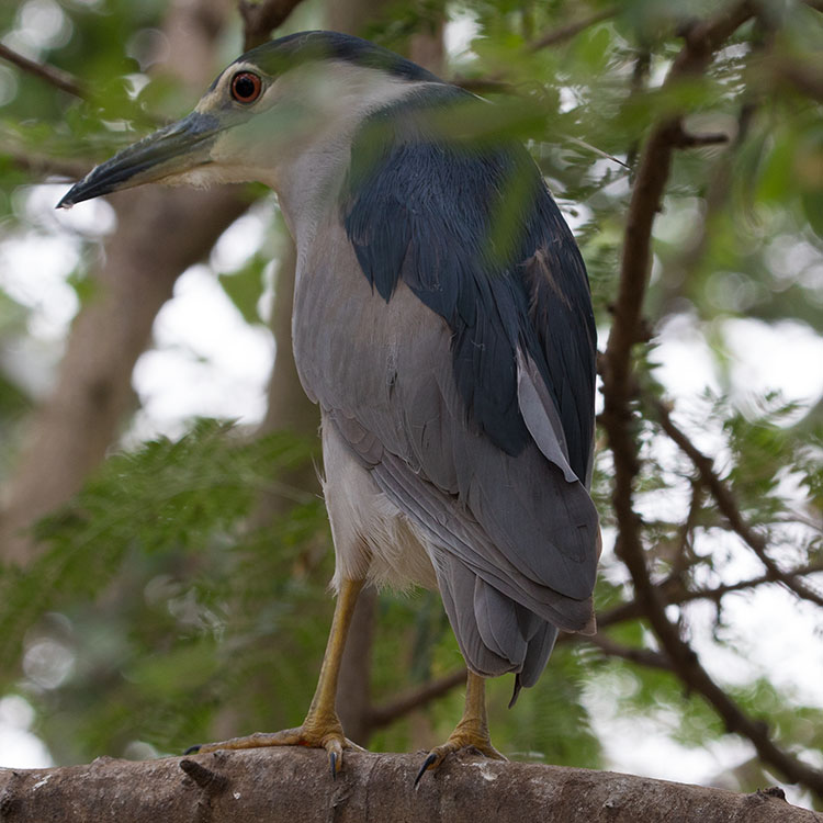 Black-crowned Night Heron, Nycticorax nycticorax, นกแขวก