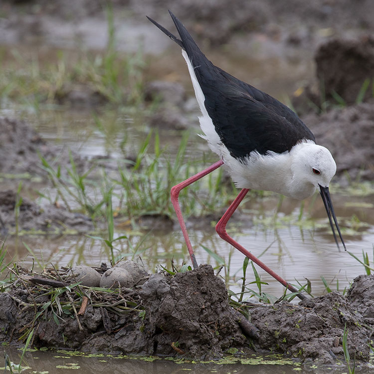 Black-winged Stilt, Himantopus himantopus, นกตีนเทียน