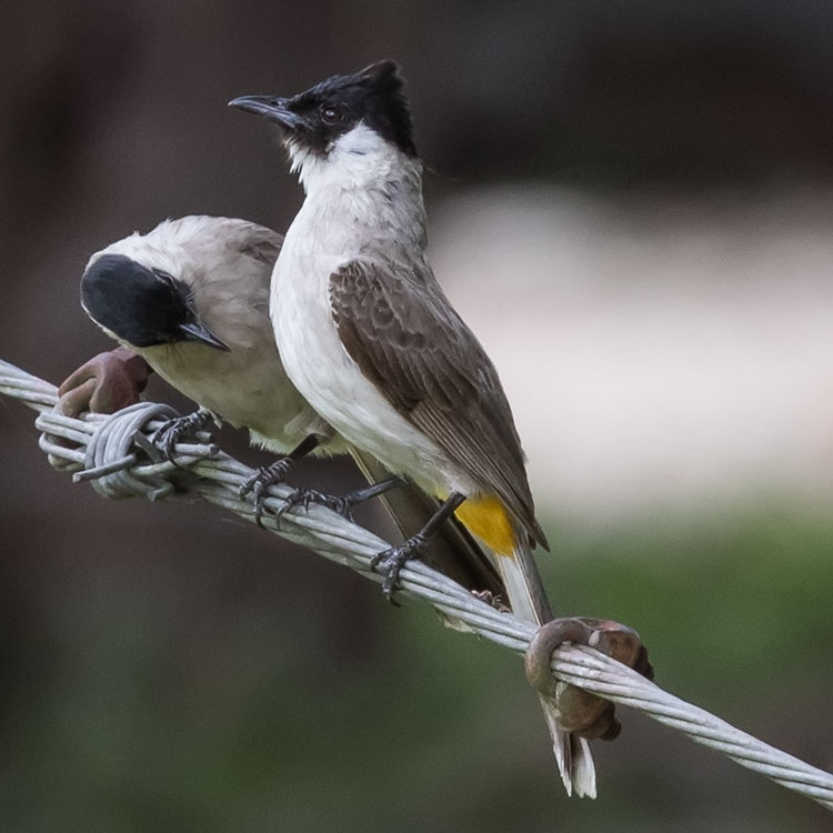 Sooty-headed Bulbul, Pycnonotus aurigaster, นกปรอดหัวสีเขม่า