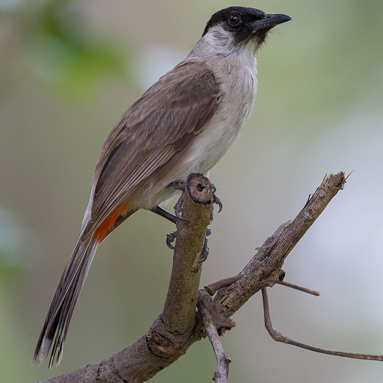 Sooty-headed Bulbul, Pycnonotus aurigaster, นกปรอดหัวสีเขม่า