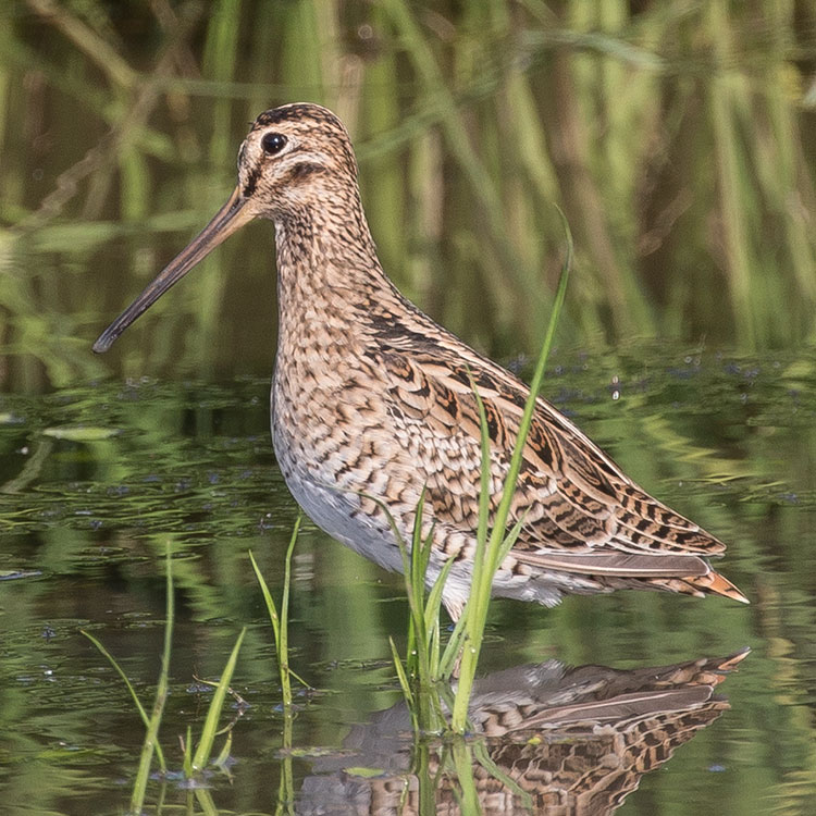 Common Snipe, Enkelbeckasin, Gallinago gallinago, นกปากซ่อมหางพัด