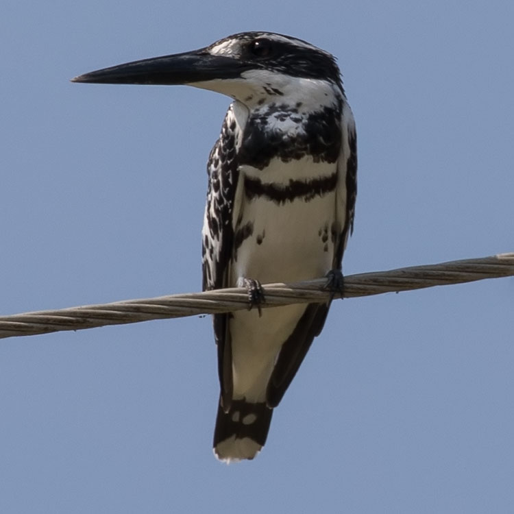 Pied Kingfisher, Ceryle rudis, นกกะเต็นปักหลัก