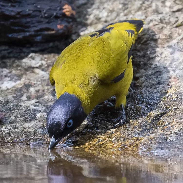 Black-headed Bulbul, Brachypodius melanocephalos, นกปรอดทอง