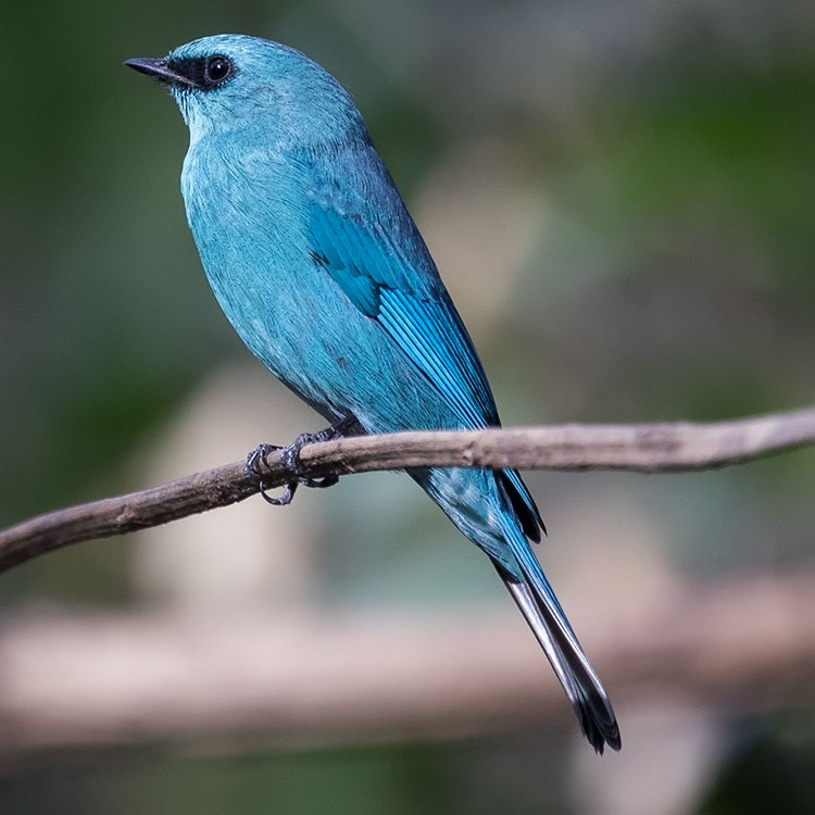 Verditer Flycatcher, Eumyias thalassinus, นกจับแมลงสีฟ้า