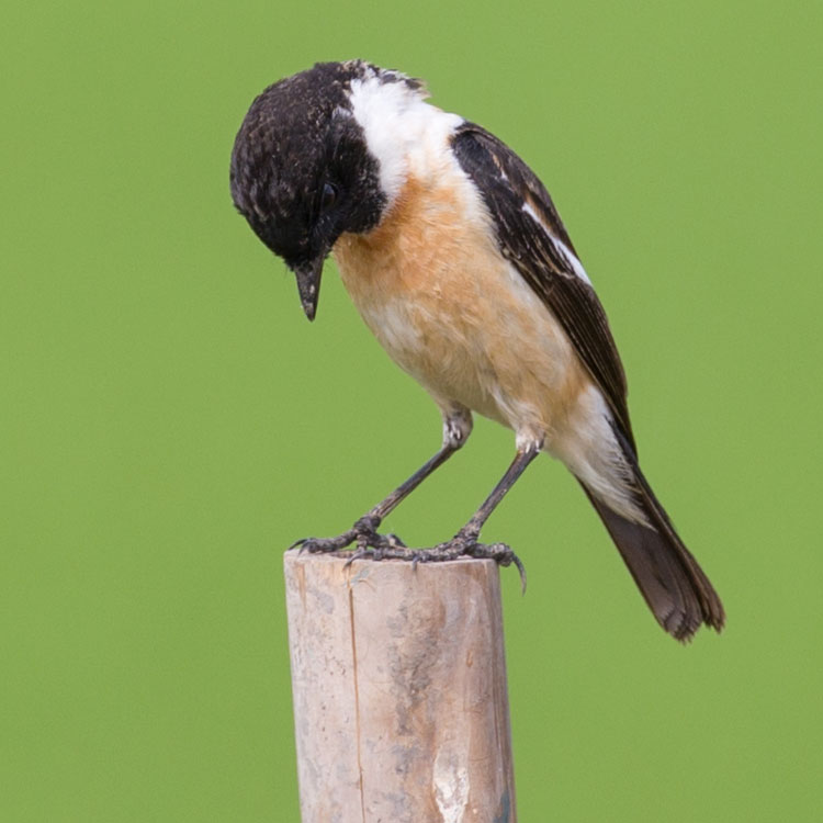 Amur Stonechat, Stejneger's Stonechat, Saxicola stejnegeri