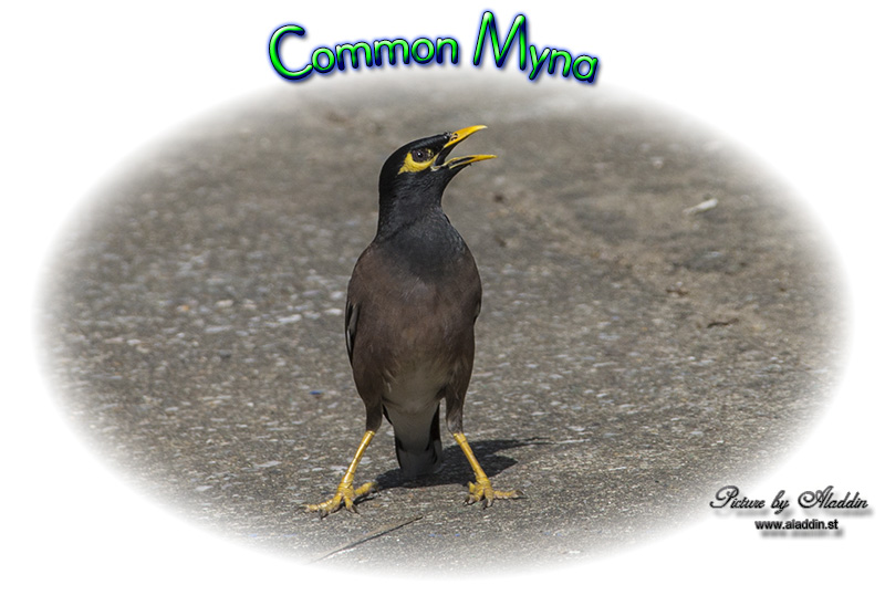 Common Myna, Acridotheres tristis, นกเอี้ยงสาริกา