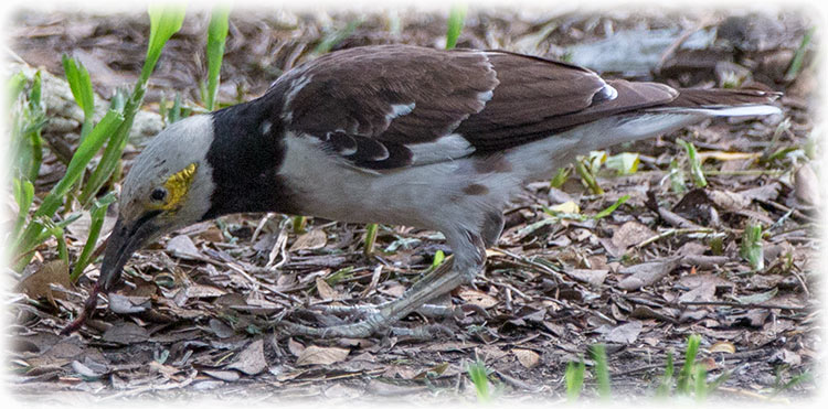 Black-collared Starling, Gracupica nigricollis, นกกิ้งโครงคอดำ