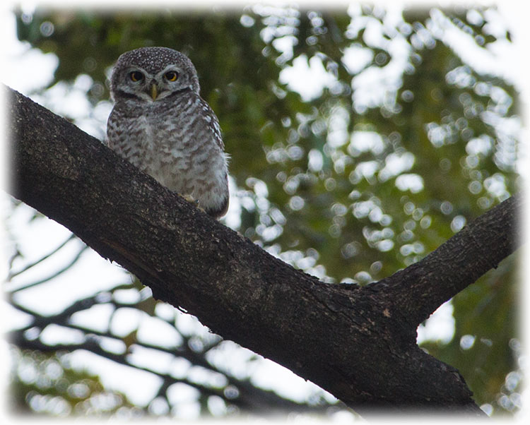 Spotted Owlet, Athene brama, นกเค้าจุด