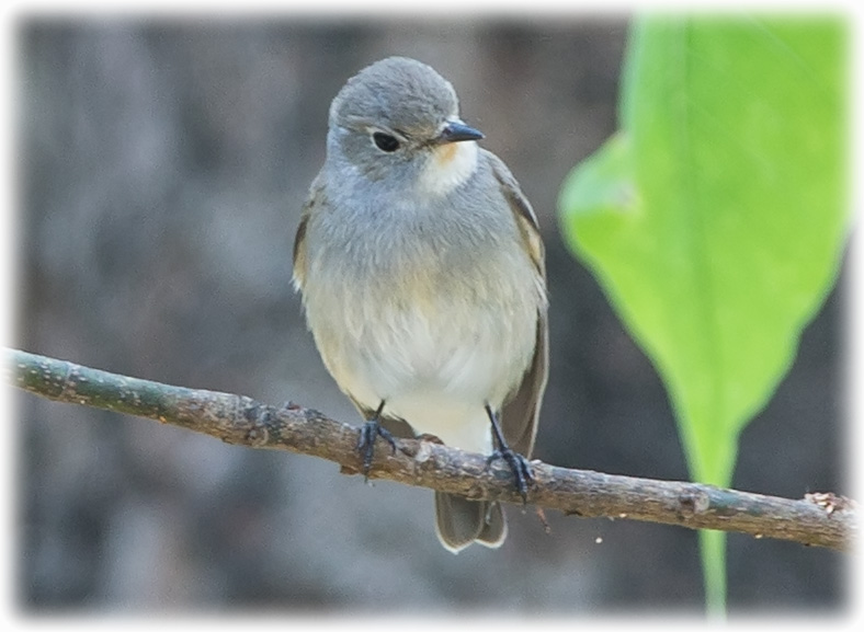 Taiga Flycatcher, Red-throated Flycatcher, Ficedula albicilla, นกจับแมลงคอแดง