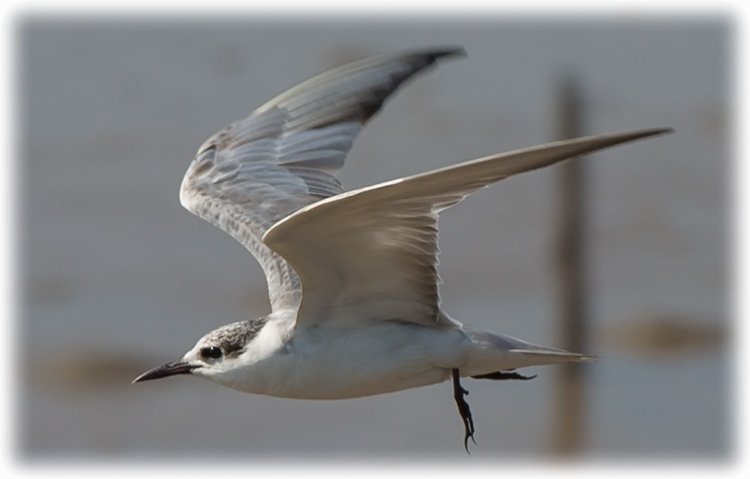 Common Tern, Sterna hirundo, นกนางนวลแกลบธรรมดา, Fisktärna