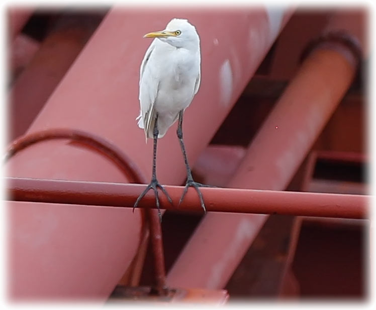 Eastern Cattle Egret, Bubulcus coromandus, นกยางควาย