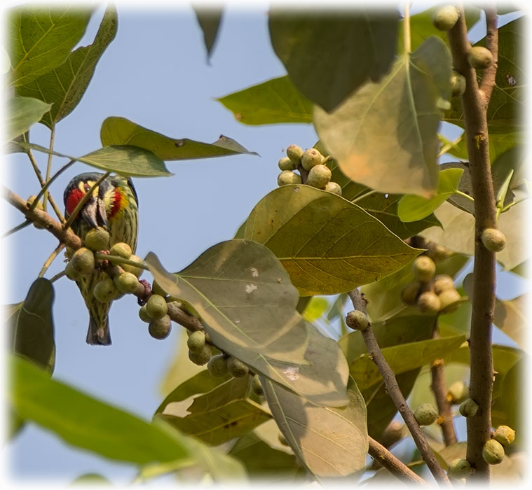 Coppersmith Barbet, Psilopogon haemacephalus, นกตีทอง