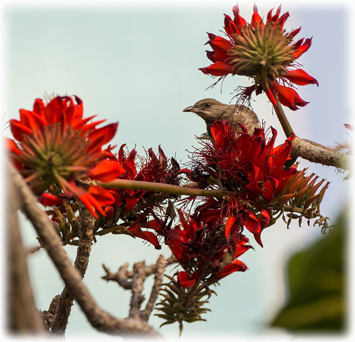 Streak-eared Bulbul, Pycnonotus blanfordi, นกปรอดสวน