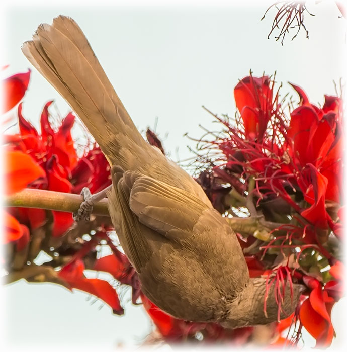 Streak-eared Bulbul, Pycnonotus blanfordi, นกปรอดสวน