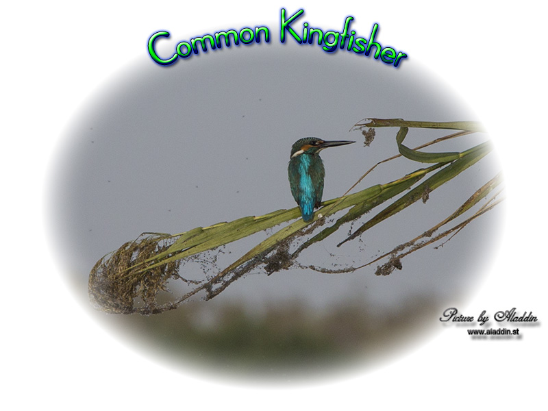 Common Kingfisher, Alcedo atthis, นกกะเต็นน้อยธรรมดา