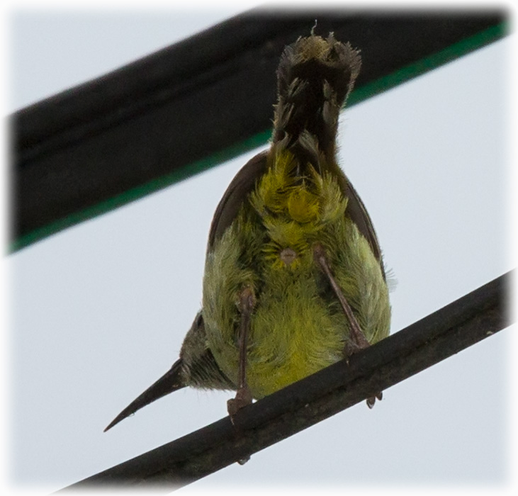 Green-tailed sunbird, Aethopyga nipalensis, นกกินปลีหางยาวเขียว