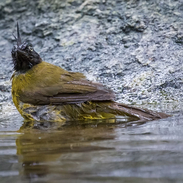 Black-crested Bulbul, Pycnonotus flaviventris, นกปรอดเหลืองหัวจุก