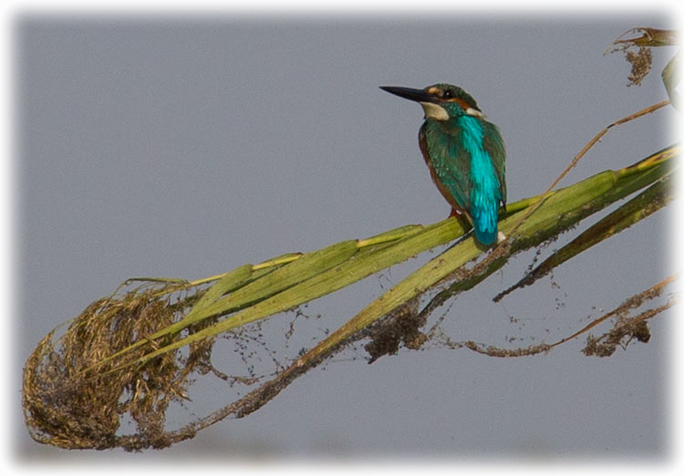 Common Kingfisher, Alcedo atthis, นกกะเต็นน้อยธรรมดา